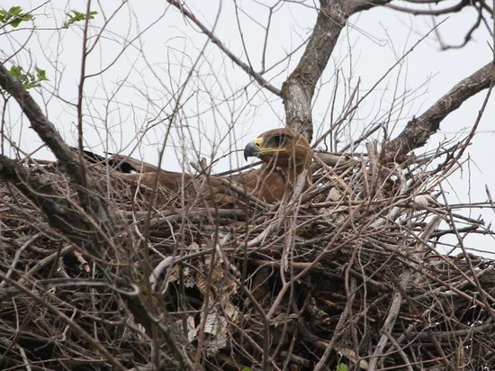 В Хакасском заповеднике впервые за много лет обнаружили гнездо степного орла
