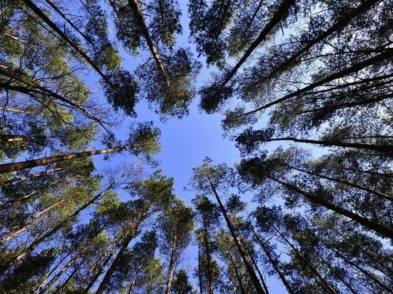 С апреля уже более 70 человек в Удмуртии заблудились в лесу