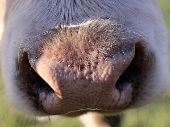 Нечестный обмен: жительнице карельского села подсунули корову на последнем издыхании