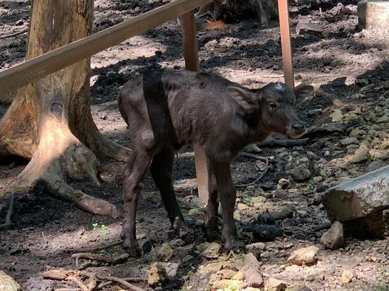 Буйволенок родился в зоопарке Ставрополя вслед за страусятами и мини-пигами