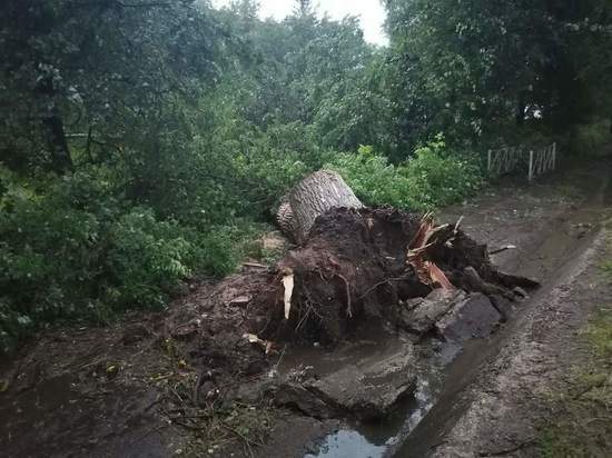 В Калужской области ураган вырвал с корнями деревья