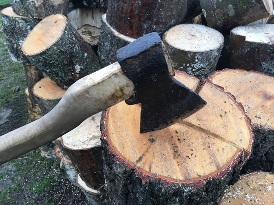 При разработке карьера в Вяземском районе незаконно вырубили деревья