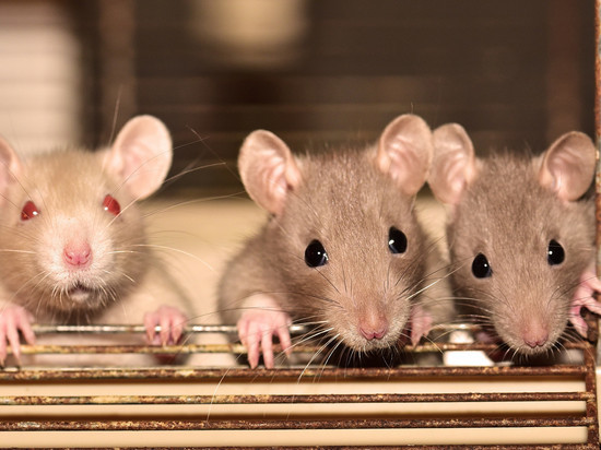Новосибирские ученые продолжают лечить крыс от болезни Альцгеймера