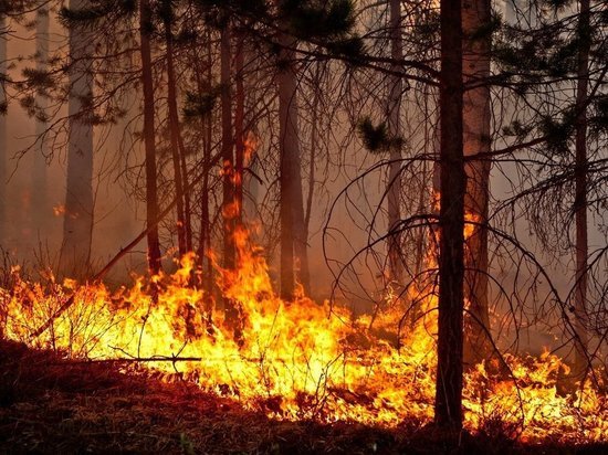 Более чем наполовину выросла площадь лесных пожаров в Приангарье