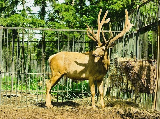 Зоопарк Абакана отказался от помощи жителей Хакасии