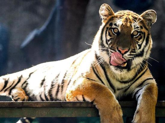 Трагическое происшествие в цюрихском зоопарке
