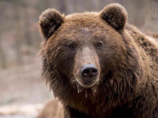 Жительница Мурманской области запечатлела на видео карельского медведя
