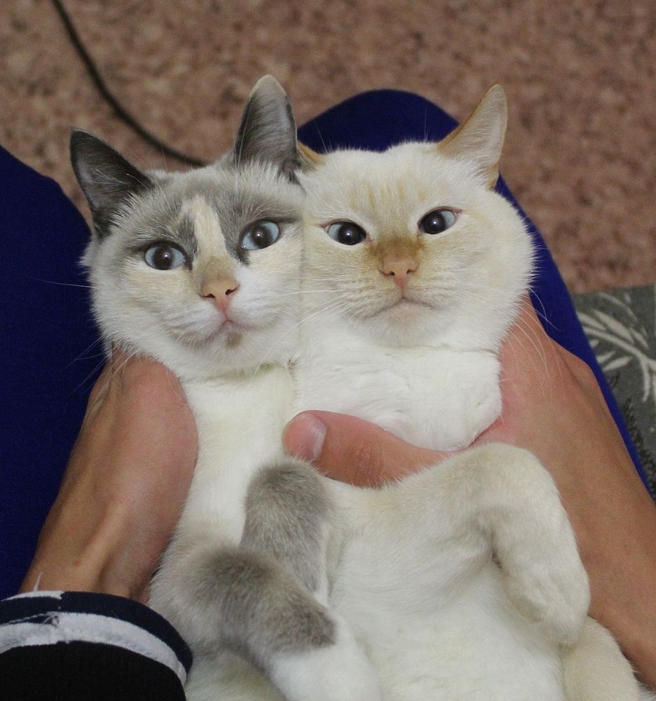 Козы, утята, кошки: волонтеры Ямала запустили флешмоб в поддержку животных