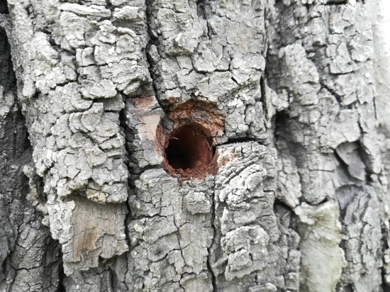 Власти заплатят за информацию о сверлящих деревья в Чите