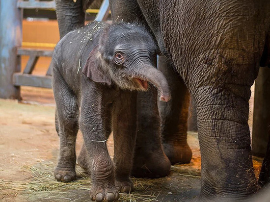 Трехлетняя слониха Эколь из Ростовского зоопарка переехала в столичный цирк