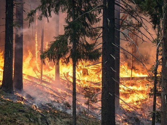 Воронежская область за день лишилась 110 га леса