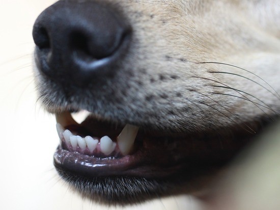 В Калуге резко увеличилось число заявок на отлов собак