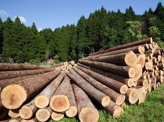 В Башкирии директор лесхоза ответит за вырубку сосен на 6 млн рублей