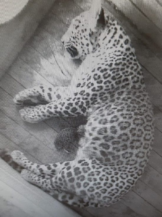 В национальном парке Сочи у леопардов родился котенок