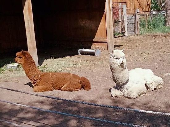 Альпаки из застрявшего в Улан-Удэ зоопарка останутся жить в Бурятии