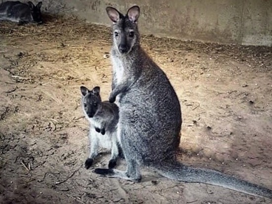 В калужском зоопарке появился кенгуренок Крошка Ру