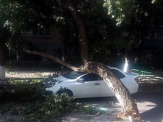 В Ростове упавшее дерево разбило иномарку
