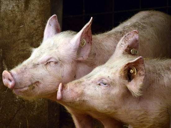 В ЕАО объявлен карантин по африканской чуме свиней