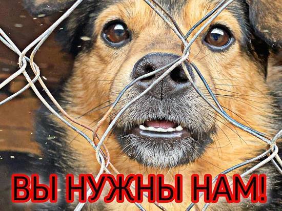 В Калуге более 2 тысяч собак могут оказаться на улице