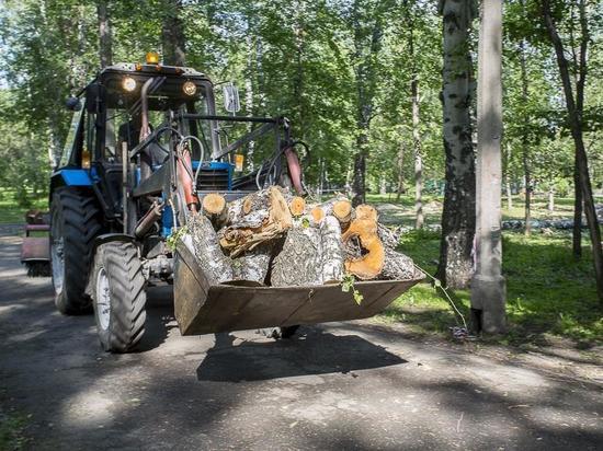 В «Берёзовой роще» Новосибирска пилят старые и больные деревья