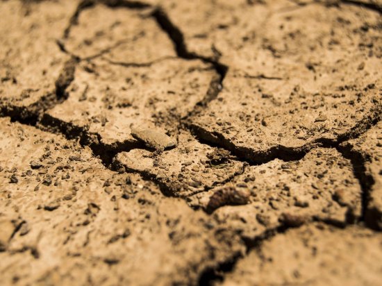 Десяток районов края уже месяц страдает от засухи