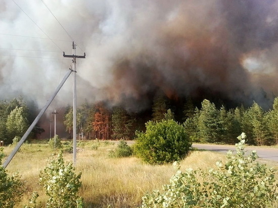Лесными пожарами в Воронежской области занялась прокуратура