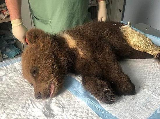В Ноябрьске ветеринар оперирует спасенного охотниками осиротевшего медвежонка