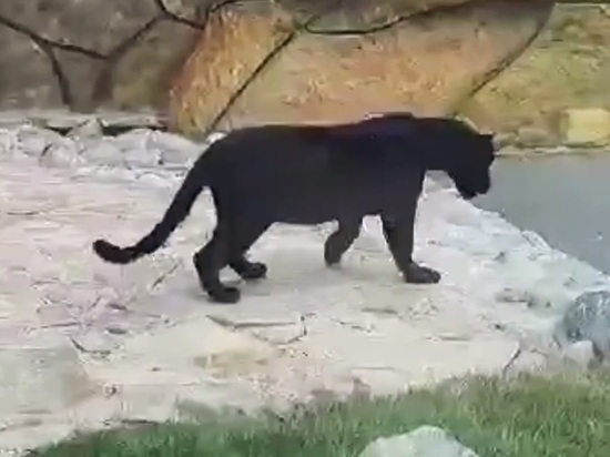 В зоопарке Калуги поселился черный ягуар - МК Калуга