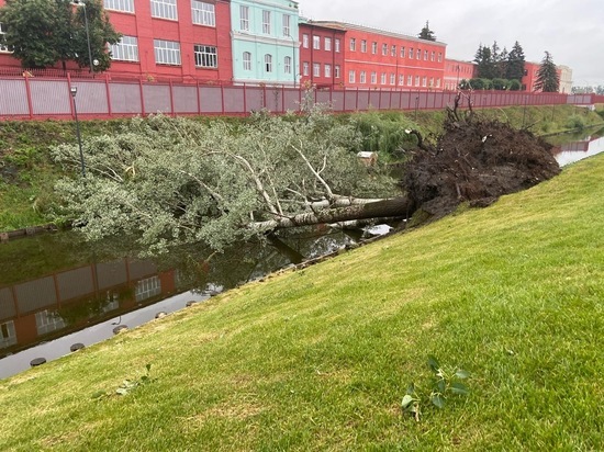 Деревья на Казанской набережной в Туле не пережили  урагана