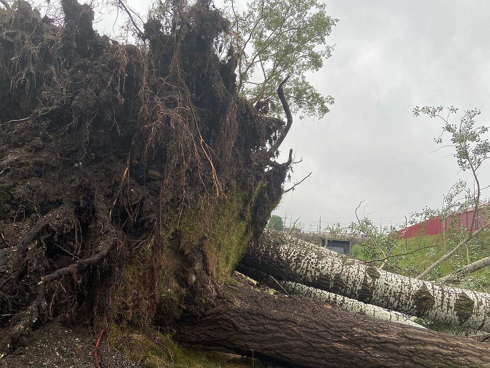 Дерево сильная буря. Ураган в Туле. Поваленные деревья после урагана. Ураган в Киржаче. Деревья пережившие ураган.