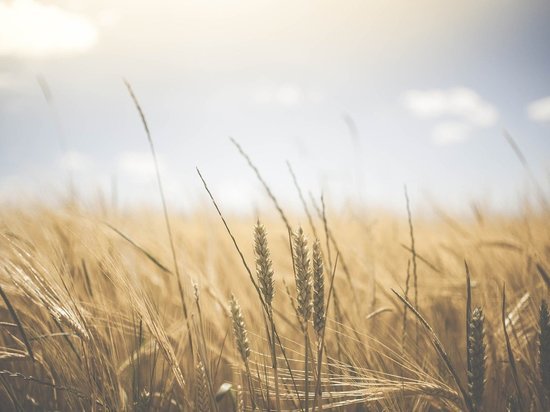 Новый сорт пшеницы вывели в Удмуртии к 100-летнему юбилею республики
