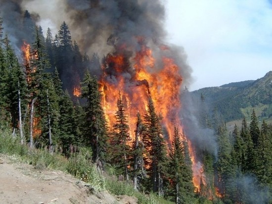Прокуратура Колымы заставила власти реагировать на лесные пожары