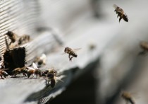 По мнению пчеловодов, насекомые могли отравиться рапсом, поля которого обработали химикатами 30 июня