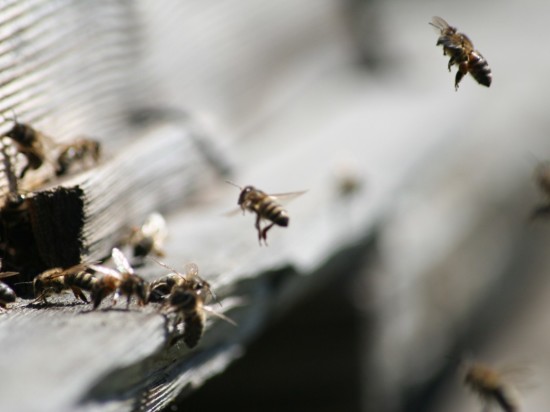 Массовую гибель пчел вновь зафиксировали на Алтае