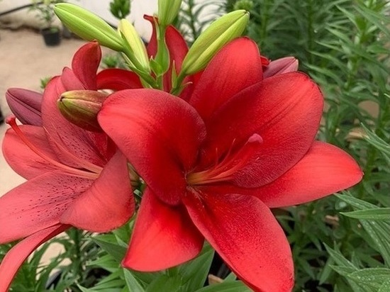 В Смоленском районе проходит уникальная выставка цветов