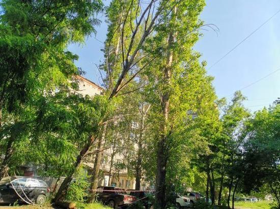 В Липецке упавшие деревья повредили машины
