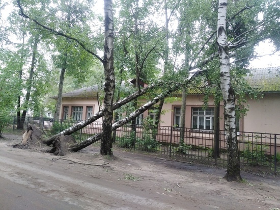 В Тверской области упавшие березы повисли на проводах возле школы