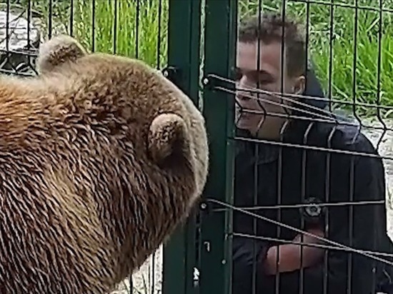 Подросток плевал в морду самого знаменитого медведя Тверской области