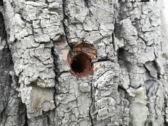 Эксперты подсчитали ущерб от просверленных деревьев в Чите