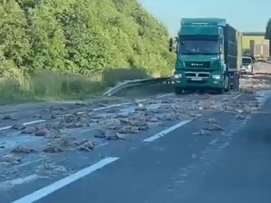 В Ярославской областВ Ярославской области дорогу устлали давленой курятинойи дорогу устлали давленой курятиной В Ярославской областВ Ярославской области дорогу устлали давленой курятинойи дорогу устлали давленой курятиной