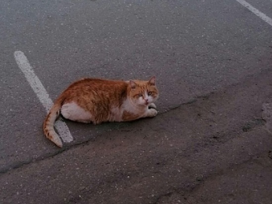 Костромичи переживают за судьбу жившего на рынке кота Василия