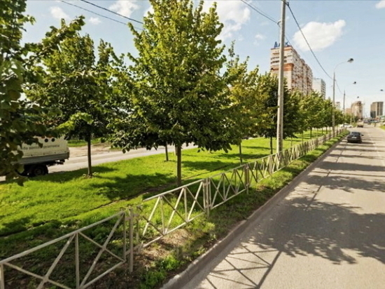 Жители Краснодара могут пересадить липы с Московской к себе во двор