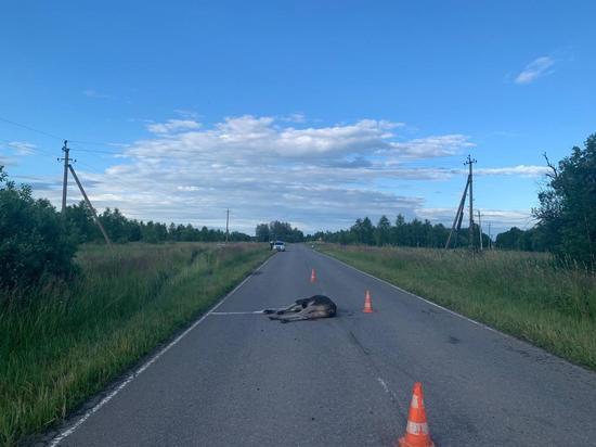 В Тверской области машина насмерть сбила лося