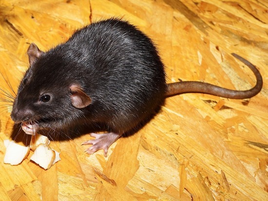 Пожертвованные для науки трупы съели крысы: валялись тысячи голых тел