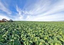 Более 50 тонн ранней капусты собрали серпуховские сельхозпроизводители