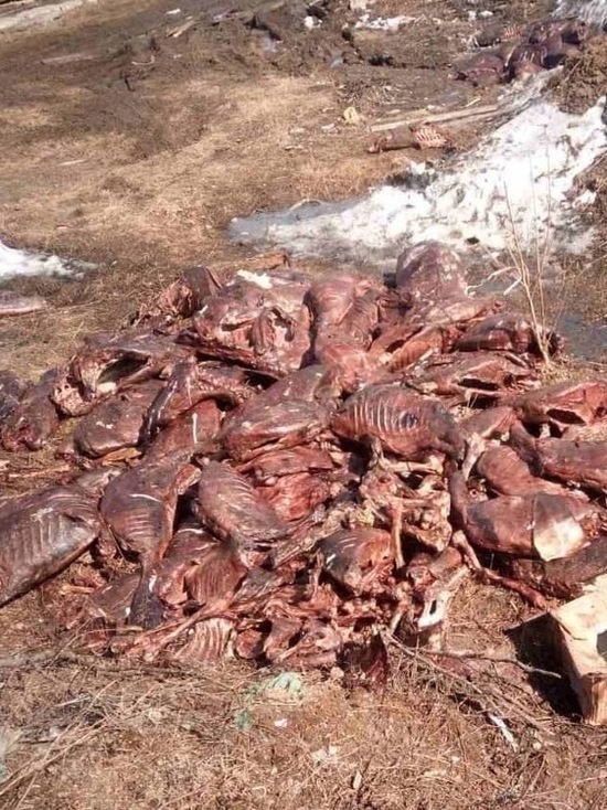 Директора школы в ЯНАО оштрафовали за свалку из мяса оленей