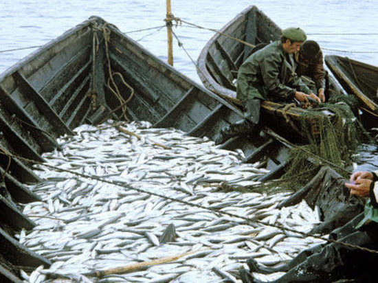 Красноярскстат накануне Дня рыбака сделал «рыбную статистку» в Хакасии