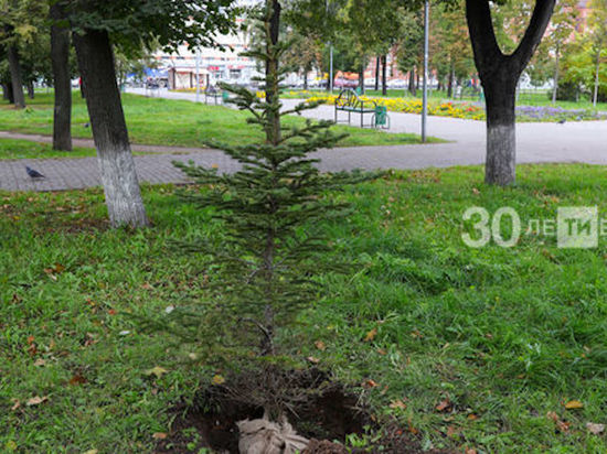 За пять лет в Казани высадят 100 тысяч деревьев