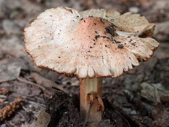 Новосибирские газоны заросли экзотическими ядовитыми грибами