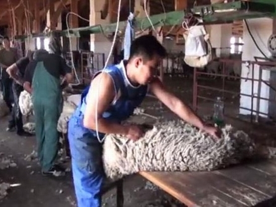Стрижка овец в хозяйствах Калмыкии близится к финишной прямой